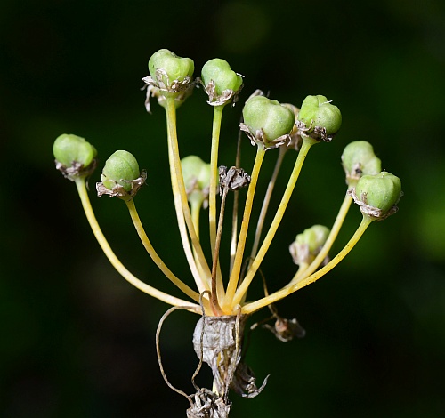 Allium_stellatum_fruits.jpg