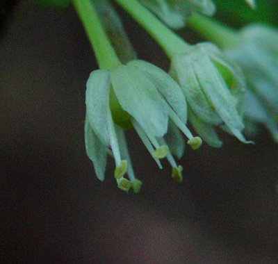 Allium_tricoccum_flower.jpg
