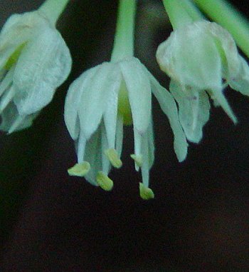 Allium_tricoccum_flower2.jpg