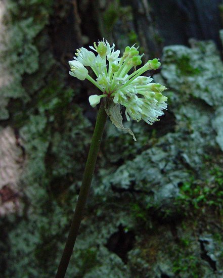 Allium_tricoccum_plant.jpg