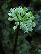 Allium tricoccum thumbnail