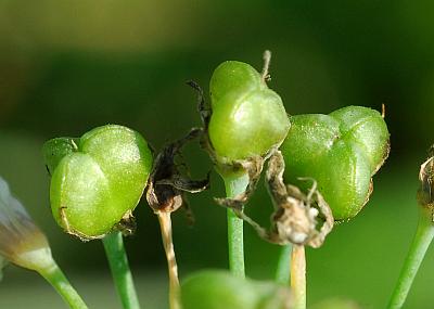 Allium_tuberosum_fruits.jpg