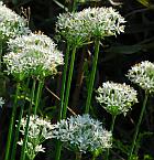 Allium tuberosum thumbnail