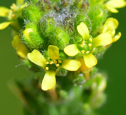 Alyssum_desertorum_corollas.jpg
