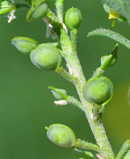 Alyssum_desertorum_fruits.jpg