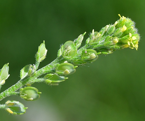 Alyssum_desertorum_inflorescence1.jpg