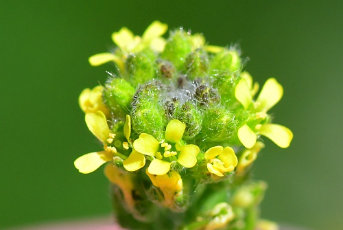 Alyssum_desertorum_inflorescence2.jpg