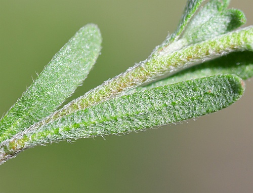 Alyssum_desertorum_leaves.jpg