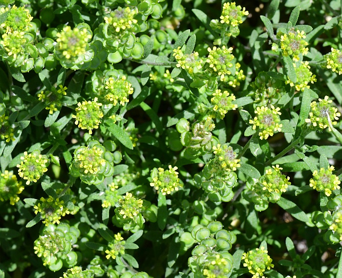 Alyssum_desertorum_plant.jpg