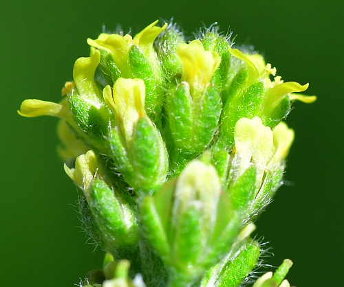 Alyssum_desertorum_sepals.jpg