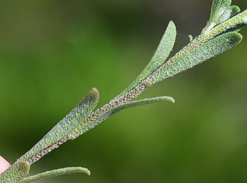 Alyssum_desertorum_stem.jpg