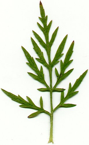 Ambrosia_artemisiifolia_leaf.jpg