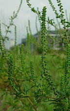Ambrosia artemisiifolia thumbnail