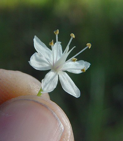 Amianthium_muscitoxicum_flower.jpg