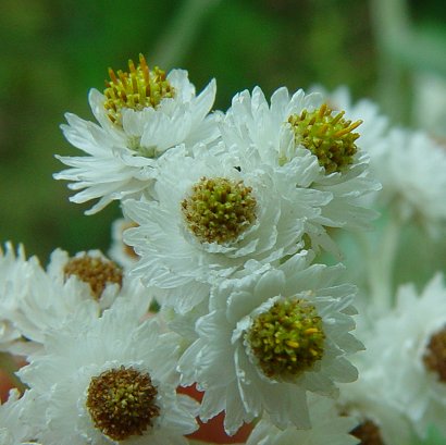 Anaphalis_margaritacea_flowers.jpg