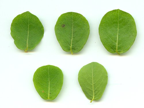 Andrachne_phyllanthoides_leaves.jpg