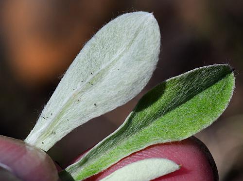 Antennaria_neglecta_leaf1.jpg
