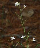 Arabidopsis lyrata thumbnail