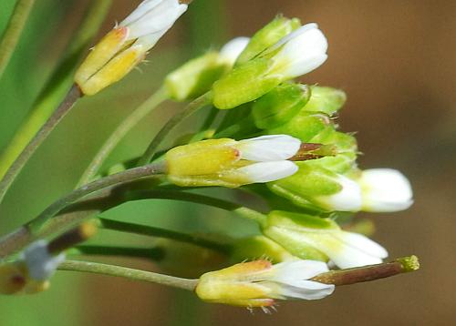 Arabidopsis_thaliana_calyces.jpg