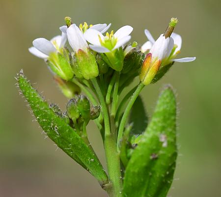 Arabidopsis_thaliana_inflorescence.jpg