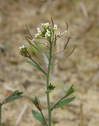 Arabidopsis thaliana thumbnail