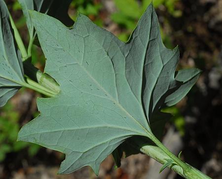 Arnoglossum_atriplicifolium_leaf2.jpg