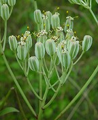 Arnoglossum plantagineum thumbnail