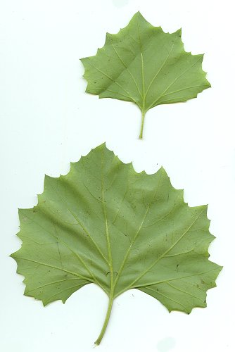 Arnoglossum_reniforme_leaves2.jpg