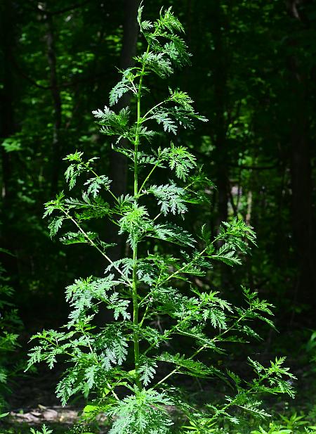 Artemisia_annua_plant.jpg