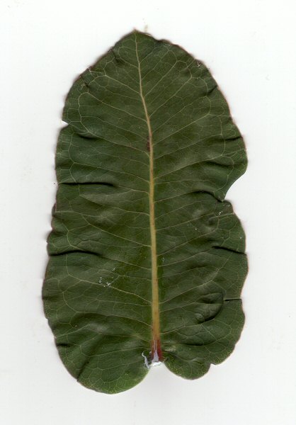 Asclepias_amplexicaulis_leaf1.jpg