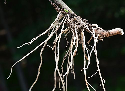 Asclepias_perennis_roots.jpg
