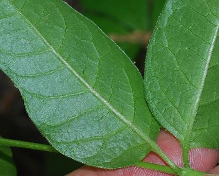 Asclepias_quadrifolia_leaf2.jpg