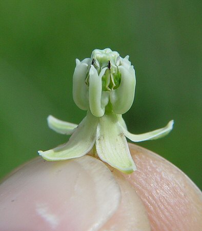 Asclepias_stenophylla_flower_close.jpg