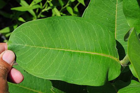 Asclepias_syriaca_leaf1.jpg