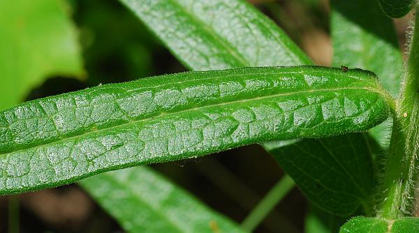 Asclepias_tuberosa_leaf1.jpg