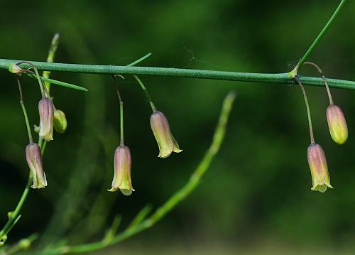Asparagus_officinalis_flowers1.jpg