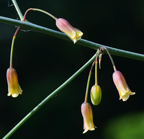 Asparagus_officinalis_flowers2.jpg