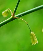 Asparagus officinalis thumbnail