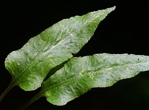 Asplenium_rhizophyllum_leaf1.jpg