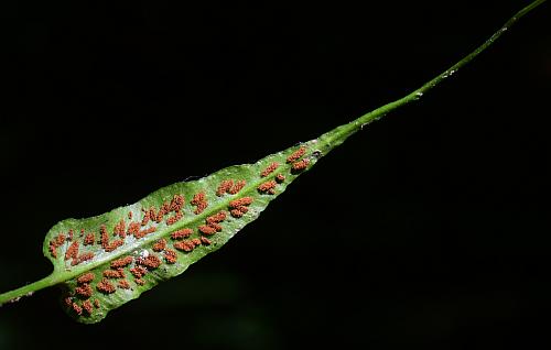 Asplenium_rhizophyllum_leaf2.jpg