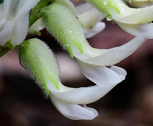 Astragalus_crassicarpus_var_trichocalyx_calyces.jpg