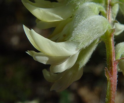 Astragalus_crassicarpus_var_trichocalyx_flower.jpg