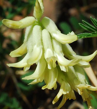 Astragalus_crassicarpus_var_trichocalyx_flowers.jpg