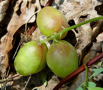Astragalus_crassicarpus_var_trichocalyx_fruits.jpg