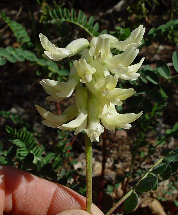 Astragalus_crassicarpus_var_trichocalyx_inflorescence.jpg