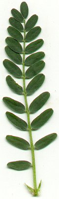 Astragalus_crassicarpus_var_trichocalyx_leaf.jpg