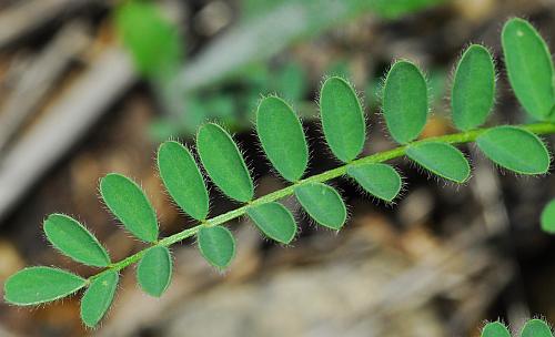 Astragalus_crassicarpus_var_trichocalyx_leaf2.jpg