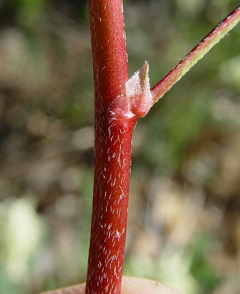 Astragalus_crassicarpus_var_trichocalyx_stem.jpg