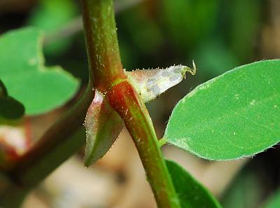 Astragalus_crassicarpus_var_trichocalyx_stipule.jpg