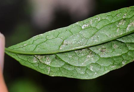 Aureolaria_flava_leaf2.jpg